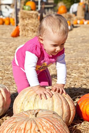 In the United States, the carved pumpkin was first associated with the harvest season in general, long before it became an emblem of Halloween.の写真素材