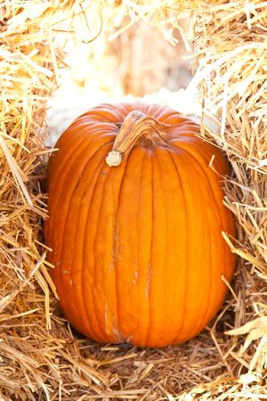 In the United States, the carved pumpkin was first associated with the harvest season in general, long before it became an emblem of Halloween.の写真素材