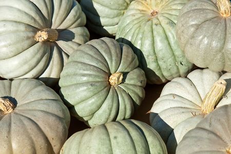 In the United States, the carved pumpkin was first associated with the harvest season in general, long before it became an emblem of Halloween.の写真素材