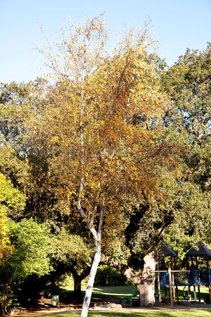 Autumn leaf color is a phenomenon that affects the normally green leaves of many deciduous trees and shrubs by which they take on, during a few weeks in the autumn season, one or many colors that range from red to yellow.の写真素材