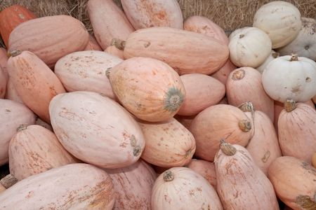 The carving of pumpkins is associated with Halloween in North America where pumpkins are both readily available and much larger- making them easier to carve than turnips.[12] Many families that celebrate Halloween carve a pumpkin into a frightening or comの写真素材