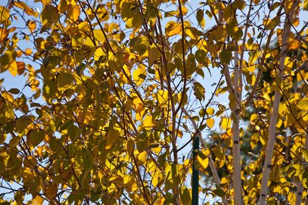 Autumn leaf color is a phenomenon that affects the normally green leaves of many deciduous trees and shrubs by which they take on, during a few weeks in the autumn season, one or many colors that range from red to yellow.の写真素材