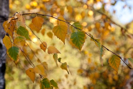 Autumn leaf color is a phenomenon that affects the normally green leaves of many deciduous trees and shrubs by which they take on, during a few weeks in the autumn season, one or many colors that range from red to yellow.の写真素材
