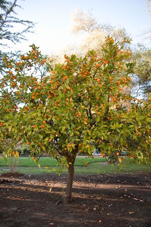 The Mandarin orange, also known as mandarin or mandarine, is a small citrus tree (Citrus reticulata) with fruit resembling other oranges.の写真素材