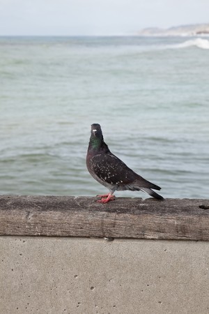 Rock Pigeon (Columba livia), or Rock Dove, is a member of the bird  family Columbidae (doves and pigeons)の写真素材