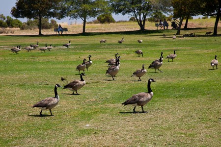 The Canada Goose (Branta canadensis) is a wild goose belonging to the genus Branta, which is native to arctic and temperate regions of North America, having a black head and neck, white patches on the face, and a brownish-gray bodyの写真素材