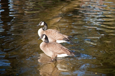 The Canada Goose (Branta canadensis) is a wild goose belonging to the genus Branta, which is native...