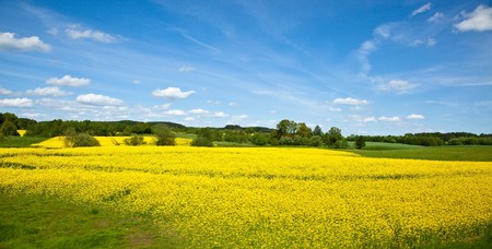 Yellow field of blooming canola in Greater Polandの写真素材