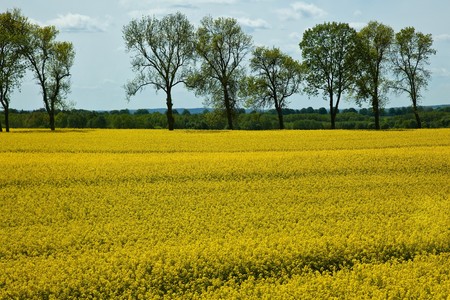 Yellow field of blooming canola in Greater Polandの写真素材