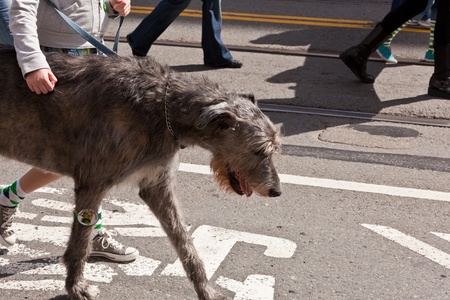 SAN FRANCISCO, CA, USA - MARCH 12:  The 160th Annual St. Patrick's Day Parade, March 12, 2011 in San Francisco, CA, USAのeditorial素材