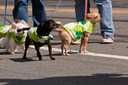SAN FRANCISCO, CA, USA - MARCH 12:  The 160th Annual St. Patrick's Day Parade, March 12, 2011 in San Francisco, CA, USAのeditorial素材