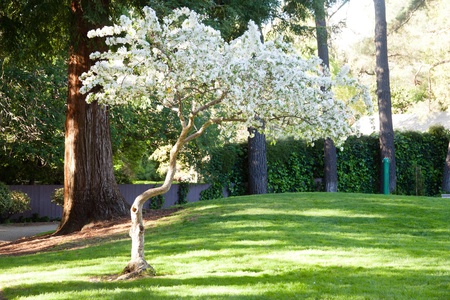 White cheery blossom on a tree in park at the begining of springの写真素材