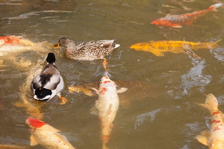 Decorative pond with koi fish in Japanese garden.の写真素材