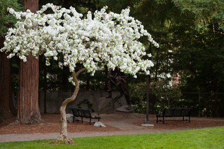 White cheery blossom on a tree in park at the begining of spring