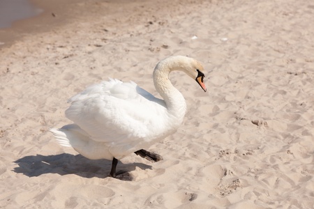 Large swan on a main beach in Kolobrzeg, Polandの写真素材