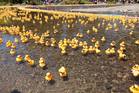 LOS GATOS, CA, USA - JUNE 12: The rubber duckies are kicking off their summer at the 4th Annual Silicon Valley Duck Race in Vasona Lake Park. June 12, 2011 in Los Gatos, CA, USAのeditorial素材