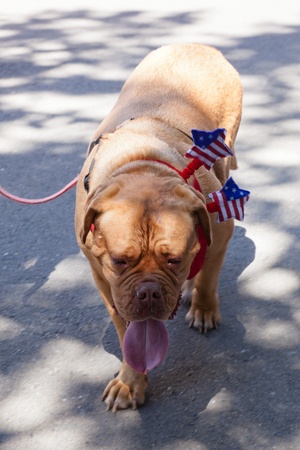 SAN JOSE, CA, USA - JULY 4: 4th of July Rose, White and Blue Parade. It is a two mile route that winds through some great old neighborhoods in the Rose Garden District July 4, 2011 in San Jose, CA, USAのeditorial素材