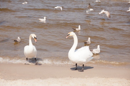 Mute swanse on the main beach in Kolobrzeg, Polandの写真素材