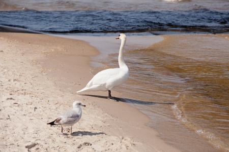 Large swan on a main beach in Kolobrzeg, Polandの写真素材