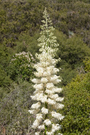 Hesperoyucca whipplei  is a species of flowering plant native to southern Californiaの写真素材