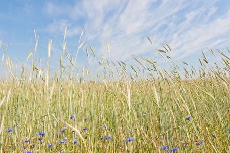 Rye (Secale cereale) is a grass grown extensively as a grain and as a forage crop. It is a member of the wheat tribe (Triticeae) and is closely related to barley and wheat.の写真素材