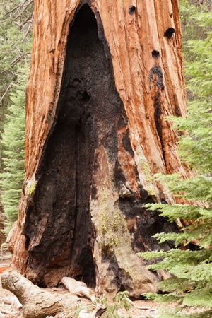 General Grant Grove is a section of Kings Canyon National Parkの写真素材