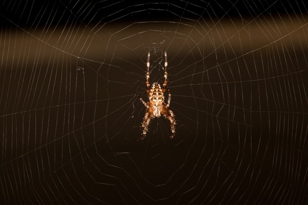 European garden spider (Araneus diadematus) is a very common and well-known orb-weaver spider in...