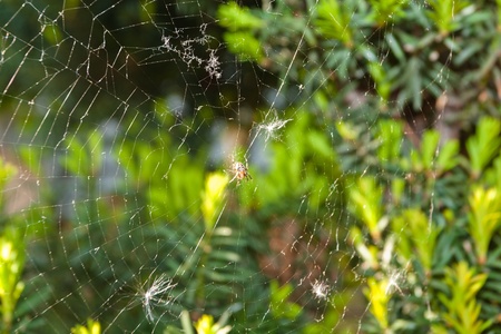 European garden spider (Araneus diadematus) is a very common and well-known orb-weaver spider in...