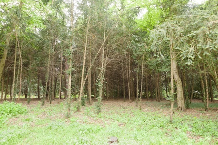 Kornik Arboretum  - the largest and oldest arboretum in Poland. It was founded in the first mid-...