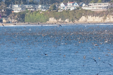 SANTA CRUZ, CA, USA - SEPTEMBER 5: Thousands of birds feeding on on sardines and anchovies September 5, 2011 in Santa Cruz, CA, USAのeditorial素材