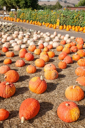 In the United States, the carved pumpkin was first associated with the harvest season in general, long before it became an emblem of Halloween.のeditorial素材
