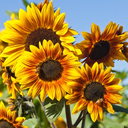 Sunflowers