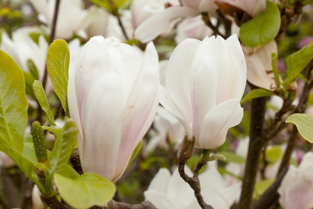 Magnolia Ã soulangeana (saucer magnolia) is a hybrid plant in the genus Magnolia and family Magnoliaceae.の写真素材