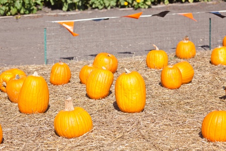 In the United States, the carved pumpkin was first associated with the harvest season in general, long before it became an emblem of Halloween.のeditorial素材