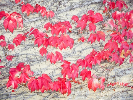 A vine in the broad sense refers to any climbing or trailing plant.