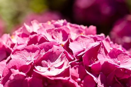 Deciduous shrub bearing roundheaded flower clusters opening green and aging to pink or blueの写真素材