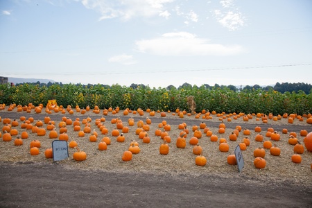 In the United States, the carved pumpkin was first associated with the harvest season in general, long before it became an emblem of Halloween.のeditorial素材