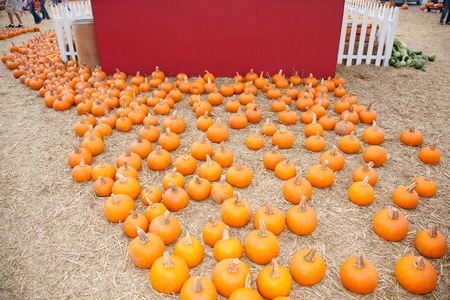 In the United States, the carved pumpkin was first associated with the harvest season in general, long before it became an emblem of Halloween の写真素材