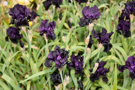 Iris is a genus of 260 species of flowering plants with showy flowers.の写真素材