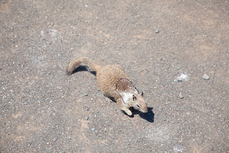 Western Gray Squirrel (Sciurus griseus) is an arboreal rodent found along the western coast of the...