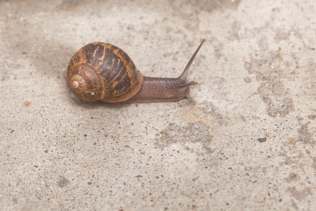 Helix aspersa, known by the common name garden snail, is a species of land snail, a pulmonate gastropod that is one of the best-known of all terrestrial molluscs.の写真素材