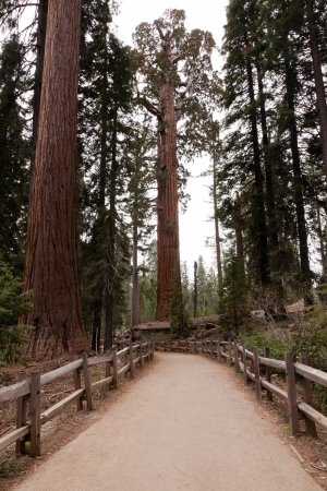 General Grant Grove is a section of Kings Canyon National Parkのeditorial素材