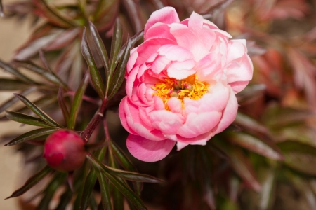 Peony is a name for plants in the genus Paeonia, the only genus in the flowering plant family Paeoniaceae.の写真素材