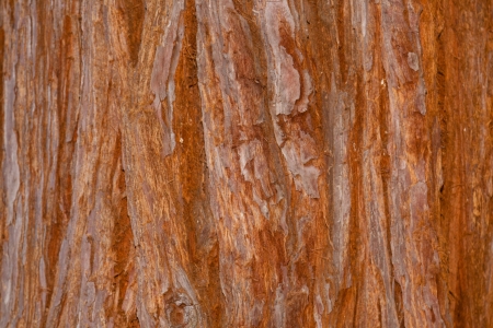 Bark is the outermost layers of stems and roots of woody plants.の写真素材