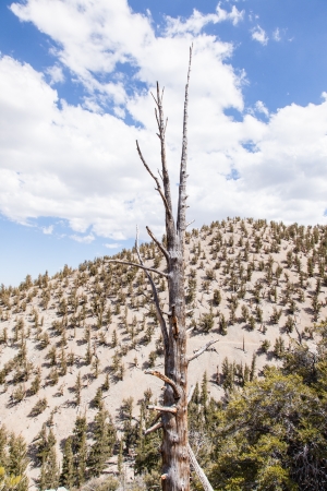 Ancient Bristlecone Pine Forest is high in the White Mountains in Inyo County in eastern California.の写真素材