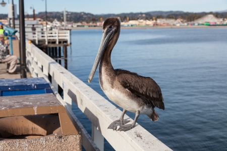 Brown Pelican (Pelecanus occidentalis) on Santa Cruz Wharf.の写真素材