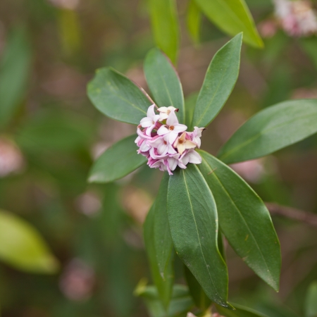 Hoya is a genus of 200-300 species of tropical climbing plants in the family Apocynaceaeの写真素材