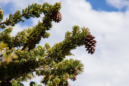 Ancient Bristlecone Pine Forest is high in the White Mountains in Inyo County in eastern California.の写真素材