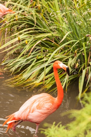 American Flamingo (Phoenicopterus ruber) is a large species of flamingo closely related to the Greater Flamingo and Chilean Flamingo.の写真素材