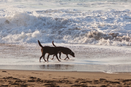 Brown labrador playing in water on the beach.
